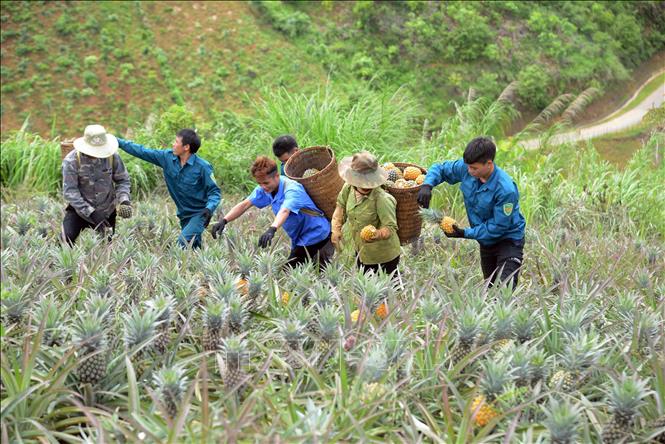 Trong ảnh: Thu hoạch dứa ở bản Cát, xã Co Mạ để cung cấp cho Công ty Cổ phần Thực phẩm xuất khẩu Đồng Giao. Ảnh: Quang Quyết-TTXVN