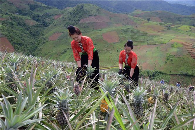 Trong ảnh: Thu hoạch dứa ở bản Cát, xã Co Mạ để cung cấp cho Công ty Cổ phần Thực phẩm xuất khẩu Đồng Giao. Ảnh: Quang Quyết-TTXVN
