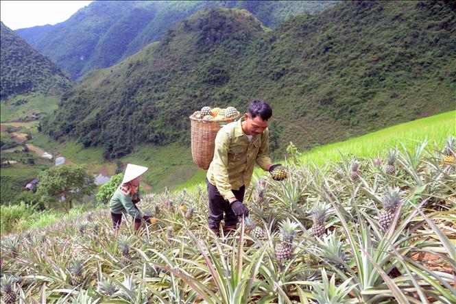 Trong ảnh: Thu hoạch dứa ở bản Cát, xã Co Mạ để cung cấp cho Công ty Cổ phần Thực phẩm xuất khẩu Đồng Giao. Ảnh: Quang Quyết-TTXVN