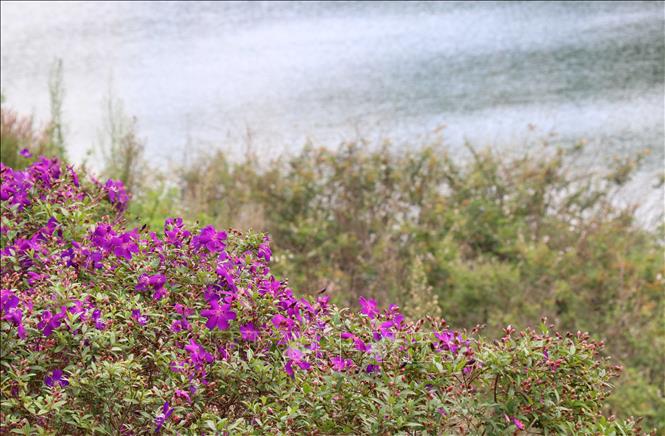 Trong ảnh: Cảnh quan ven hồ được tạo điểm nhấn với các loài hoa rực rỡ. Ảnh: Hồng Điệp - TTXVN