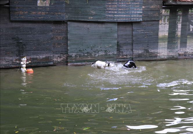 Trong ảnh: Tiết mục chọi trâu được các nghệ nhân rối nước Đồng Ngư biểu diễn tại thôn Đồng Ngư, xã Ngũ Thái, huyện Thuận Thành, tỉnh Bắc Ninh. Ảnh: Thanh Thương - TTXVN