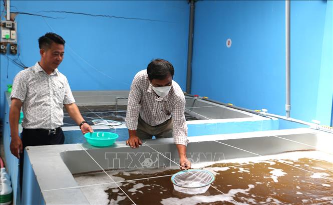 Trong ảnh: Cơ sở sản xuất tôm giống theo qui định phải đăng ký và cấp mã số vùng nuôi. Ảnh: Tuấn Kiệt – TTXVN