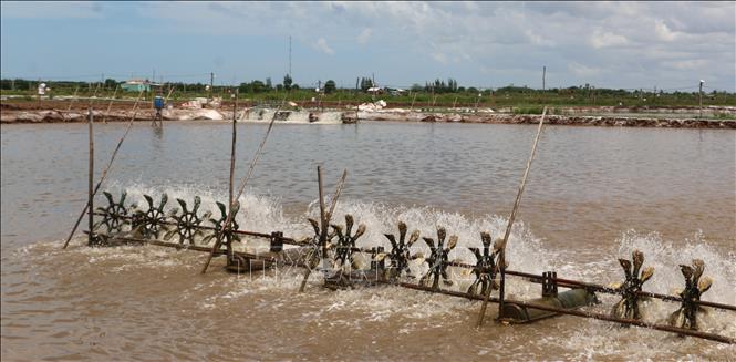 Trong ảnh: Ao nuôi tôm mô hình công nghiệp. Ảnh: Tuấn Kiệt – TTXVN