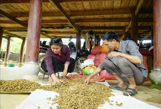 Trong ảnh: Lạc đỏ sau khi được thu hoạch sẽ được thương lái đến tận nhà thu mua. Ảnh: Xuân Tư – TTXVN