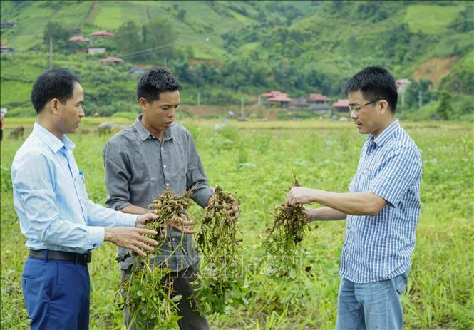 Trong ảnh: Cán bộ phòng Nông nghiệp huyện Điện Biên Đông hướng dẫn người dân nâng cao năng suất cho cây lạc. Ảnh: Xuân Tư – TTXVN