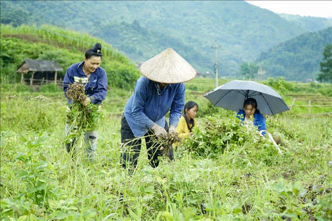 Trong ảnh: Người dân bản Sư Lư, xã Na Son thu hoạch củ lạc. Ảnh: Xuân Tư – TTXVN