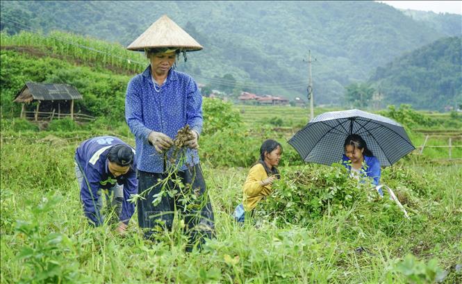 Trong ảnh: Người dân bản Sư Lư, xã Na Son thu hoạch củ lạc. Ảnh: Xuân Tư – TTXVN