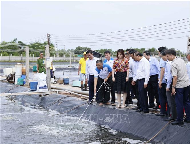 Chủ tịch nước Nguyễn Xuân Phúc thăm mô hình nuôi tôm công nghệ cao – bền vững Bảy An 3. Ảnh: Thống Nhất – TTXVN
