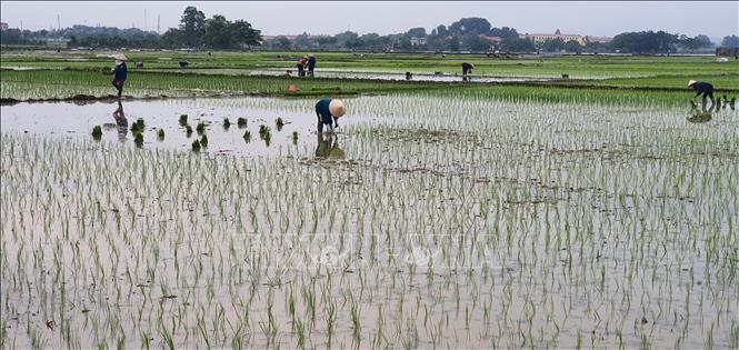 Trong ảnh: Nông dân huyện Yên Lạc, tỉnh Vĩnh Phúc đang cấy lúa mùa trên đồng ruộng.   Ảnh: Nguyễn Trọng Lịch- TTXVN