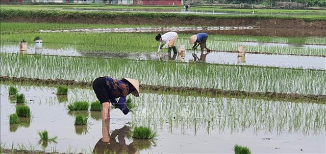 Trong ảnh: Nông dân huyện Yên Lạc, tỉnh Vĩnh Phúc cấy lúa mùa trên đồng ruộng.   Ảnh: Nguyễn Trọng Lịch- TTXVN