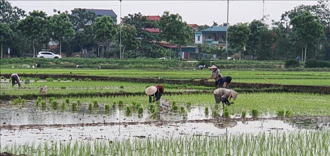Trong ảnh: Nông dân huyện Yên Lạc, tỉnh Vĩnh Phúc đang cấy lúa mùa trên đồng ruộng.   Ảnh: Nguyễn Trọng Lịch- TTXVN