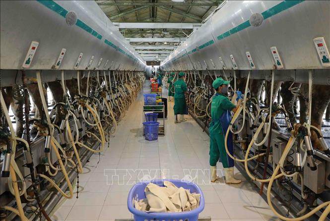 Dây chuyền thu hoạch sữa tươi của Công ty TNHH MTV Bò sữa Thống Nhất-Thanh Hoá (Công ty CP sữa Việt Nam) ở thị trấn Thống Nhất, huyện Yên Định. Ảnh: Vũ Sinh - TTXVN