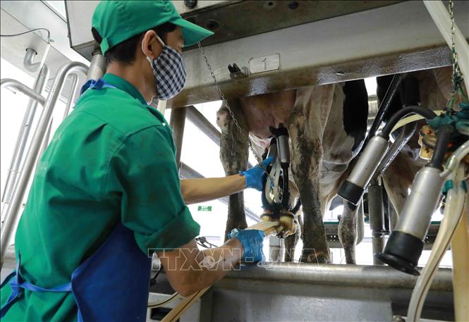Thu hoạch sữa tươi tại trang trại của Công ty TNHH MTV Bò sữa Thống Nhất-Thanh Hoá (Công ty CP sữa Việt Nam) ở thị trấn Thống Nhất, huyện Yên Định. Ảnh: Vũ Sinh - TTXVN