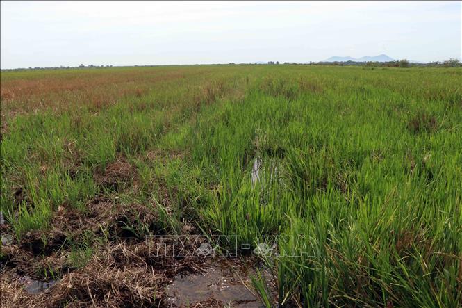 Thừa Thiên – Huế: Hàng trăm hecta diện tích trồng lúa bị bỏ hoang trong ...