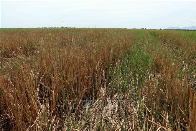 Thừa Thiên – Huế: Hàng trăm hecta diện tích trồng lúa bị bỏ hoang trong ...