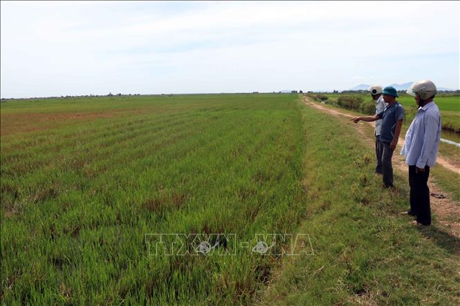 Thừa Thiên – Huế: Hàng trăm hecta diện tích trồng lúa bị bỏ hoang trong ...