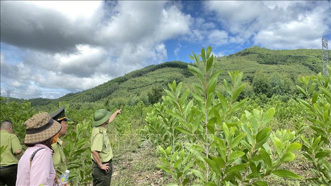 Trong ảnh: Chi cục Kiểm lâm vùng IV kiểm tra hiện trạng đất rừng tại tiểu khu 208, xã Mỹ Hiệp, huyện Phù Mỹ (Bình Định). Ảnh: Tường Quân - TTXVN 