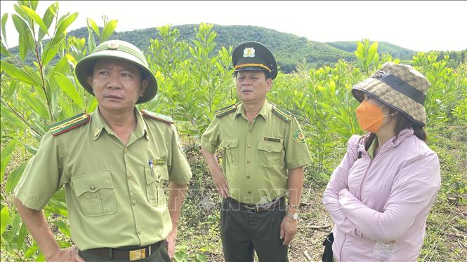 Trong ảnh: Ông Tô Xuân Đam, Phó Chi cục trưởng Chi cục Kiểm lâm vùng IV, Cục Kiểm lâm, Tổng cục Lâm nghiệp (đứng giữa) kiểm tra hiện trường. Ảnh: Tường Quân - TTXVN 