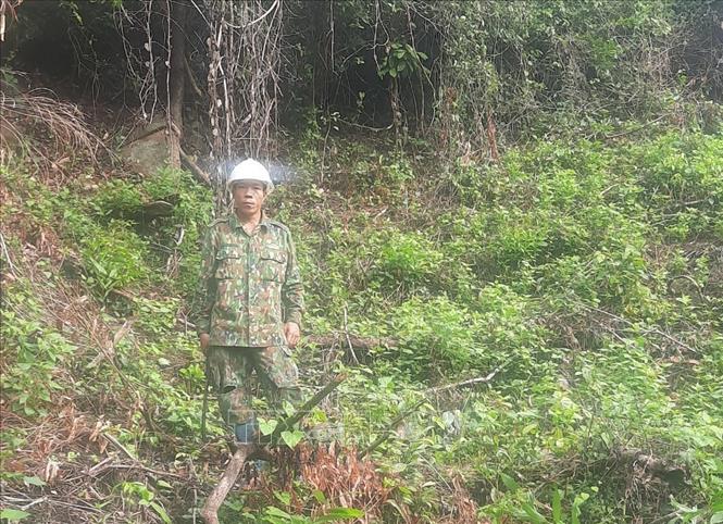 Trong ảnh: Hạt Kiểm lâm huyện Phù Mỹ đã ban hành Quyết định xử phạt vi phạm hành chính đối với ông Châu Thanh Vương 5 triệu đồng với hành vi chặt cây gỗ trái pháp luật. Ảnh: Tường Quân - TTXVN 