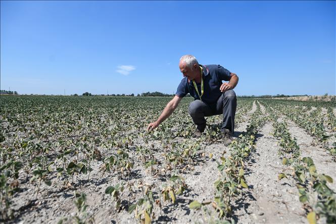 Trong ảnh: Một cánh đồng đậu tương bị khô hạn tại Sozzago, Italy ngày 11/7/2022. Ảnh: AFP/TTXVN