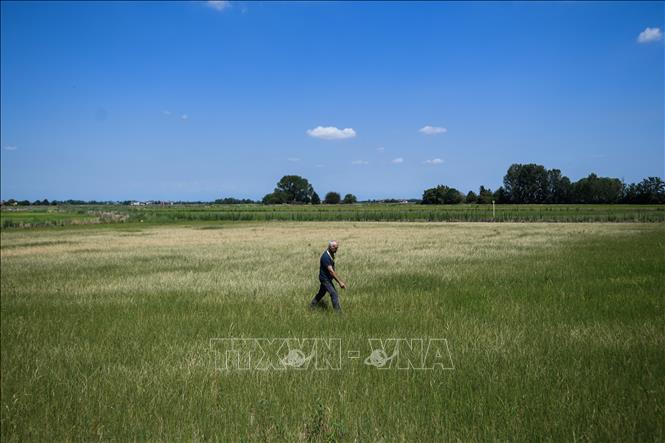 Trong ảnh: Một cánh đồng lúa bị khô hạn tại Sozzago, Italy ngày 11/7/2022. Ảnh: AFP/TTXVN