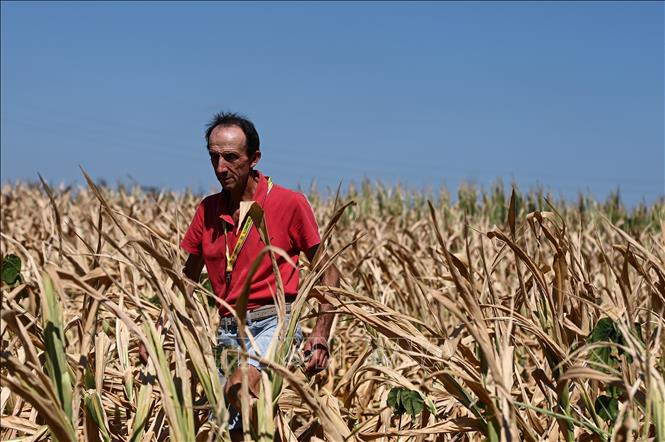 Trong ảnh: Một cánh đồng ngô bị khô hạn tại Spino d'Adda, Italy ngày 11/7/2022. Ảnh: AFP/TTXVN