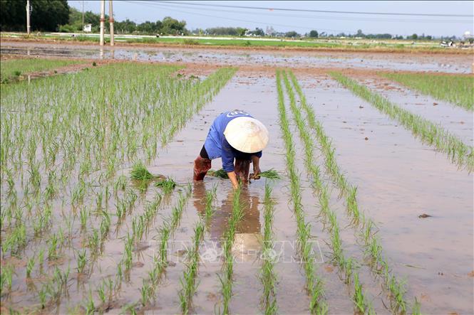 Trong ảnh: Người dân xã Nam Toàn, huyện Nam Trực, xuống đồng gieo cấy lúa mùa. Ảnh: Công Luật - TTXVN