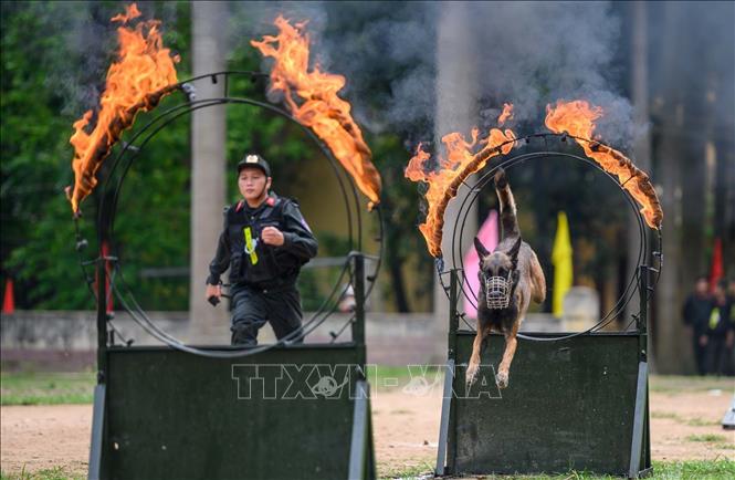 Cảnh khuyển trong bài tập lao qua vòng lửa. Ảnh: Phạm Kiên - TTXVN