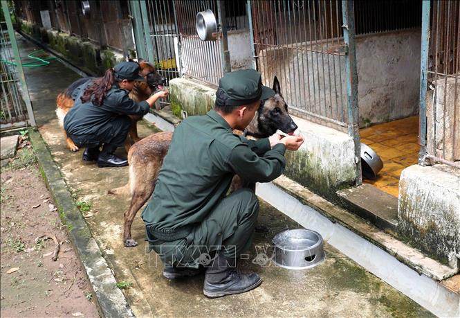 Những chú chó nghiệp vụ luôn được các cán bộ, chiến sĩ coi như những người bạn, người đồng đội của nhau. Ảnh: Phạm Kiên - TTXVN