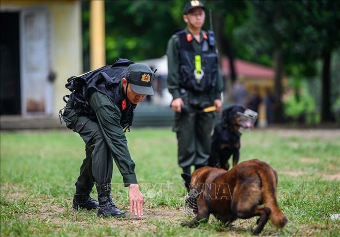 Chó nghiệp vụ thực hiện động tác bò để phát hiện mục tiêu theo sự chỉ đạo của huấn luyện viên. Ảnh: Phạm Kiên - TTXVN