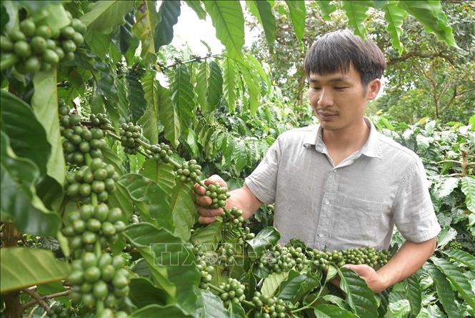 Vietnam eyes to expand coffee exports to Africa - VNA Photos - Vietnam ...