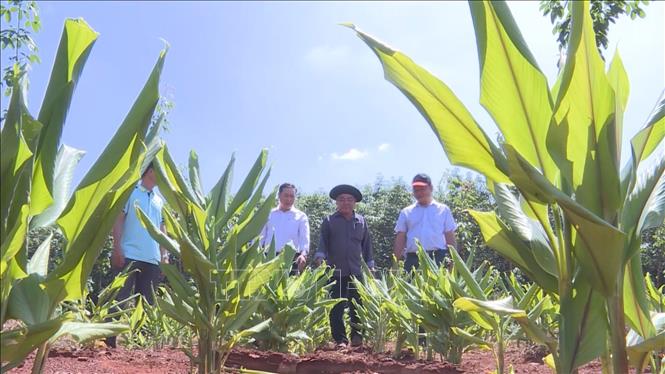 Trong ảnh: Vườn cao su, điều chưa đến thời gian thu hoạch, người dân tận dụng trồng xen các loại cây dược liệu, cây ngắn ngày. Ảnh:  K GỬIH-TTXVN
