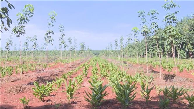 Trong ảnh: Vườn cao su, điều chưa đến thời gian thu hoạch, người dân tận dụng trồng xen các loại cây dược liệu, cây ngắn ngày. Ảnh: K GỬIH-TTXVN
