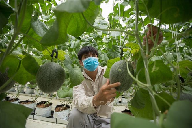 Trong ảnh: Mỗi một cá thể cây chỉ để 1 quả nhằm đảm bảo tạo ra được sản phẩm đồng nhất với tỷ lệ quả loại 1 đạt trên 90%. Ảnh: Trọng Đạt-TTXVN
