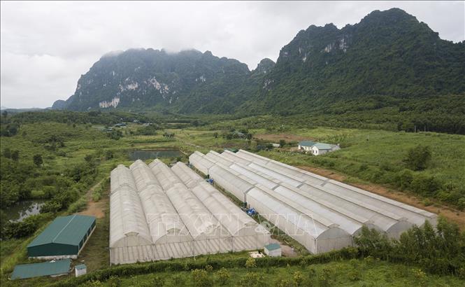 Trong ảnh: Từng giá thể có hệ thống cung cấp dinh dưỡng cho cây và được quản lý bằng công nghệ cao của Israel, kết nối với điện thoại thông minh để điều chỉnh một cách chuẩn xác việc cung cấp dinh dưỡng cho cây dưa. Ảnh: Trọng Đạt-TTXVN