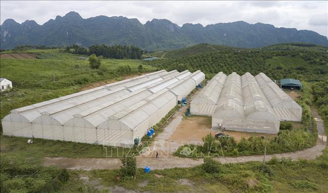 Trong ảnh: Hộ thống nhà màng trồng dươi lưới Ichiba xanh của Nhật Bản. Ảnh: Trọng Đạt-TTXVN