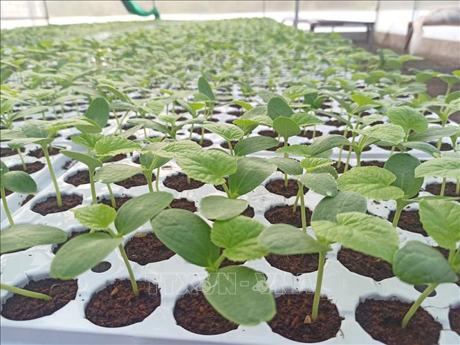 Trong ảnh: Khu vực ươm cây non giống của công ty được kiểm soát chặt chẽ, đảm bảo tạo ra những cây giống không có mầm bệnh. Ảnh: Trọng Đạt-TTXVN