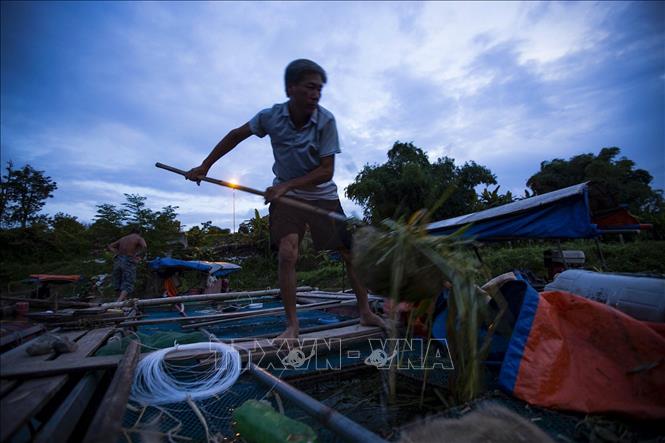 Trong ảnh: Ông Ngô Văn Thị người dân Làng vạn chài đang vớt rác và những con cá bị chết từ lồng nuôi cá bị ảnh hưởng từ đợt xả lũ thủy điện đầu tiên của thủy điện Hòa Bình ngày 12/6/2022. Ảnh: Trọng Đạt-TTXVN 