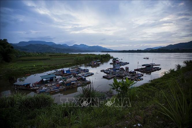 Trong ảnh: Khi thủy điện Hòa Binh xả nước thì các hộ gia đình có lồng bè nuôi cá lồng ở làng vạn chài sẽ ngay lập tức di rời các lồng bè vào một con ngòi ngay phía hạ lưu để tránh nước lũ. Ảnh: Trọng Đạt-TTXVN 