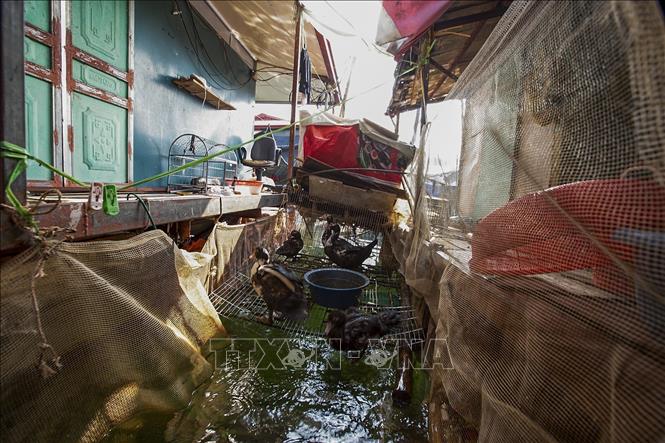 Trong ảnh: Không gian giữa những căn nhà nổi sẽ dành để nuôi vịt hoặc gà để tăng gia, cải thiện bữa ăn của gia đình. Ảnh: Trọng Đạt-TTXVN 
