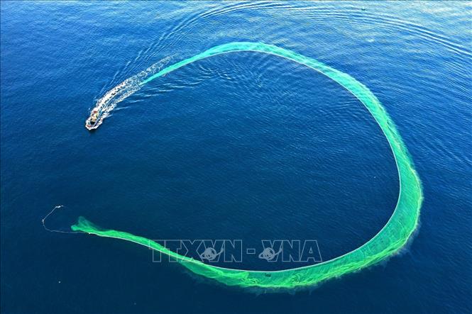 Trong ảnh: Vây cá cơm. Ảnh: TTXVN phát