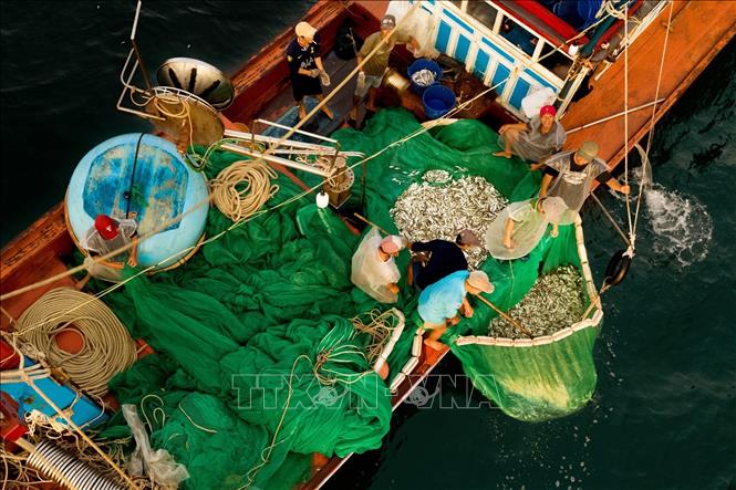 Trong ảnh: Ngư dân đưa cá lên khoang. Ảnh: TTXVN phát
