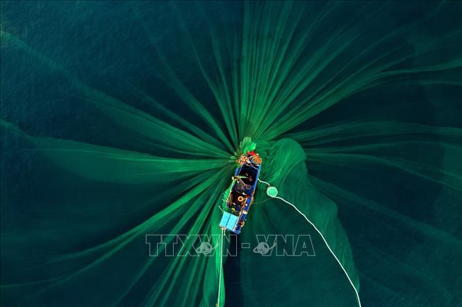 Trong ảnh: Những tấm lưới màu xanh hòa quyện cùng màu xanh trong của nước biển. Ảnh: TTXVN phát