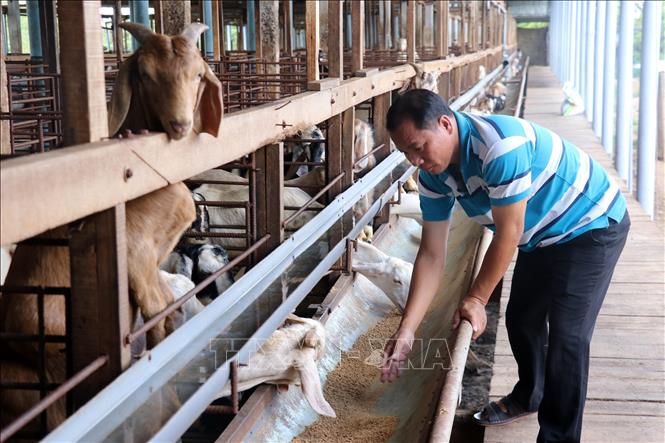 Nông dân miền Tây thành công với mô hình nuôi dê sinh sản và lấy sữa