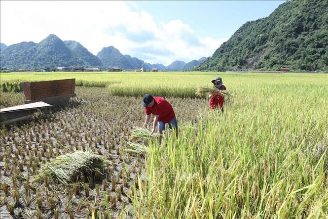Trong ảnh: Du khách trải nghiệm gặt lúa bằng công cụ thô sơ cùng đồng bào tại thung lũng Bắc Sơn tháng 7/2022. Ảnh: Anh Tuấn – TTXVN