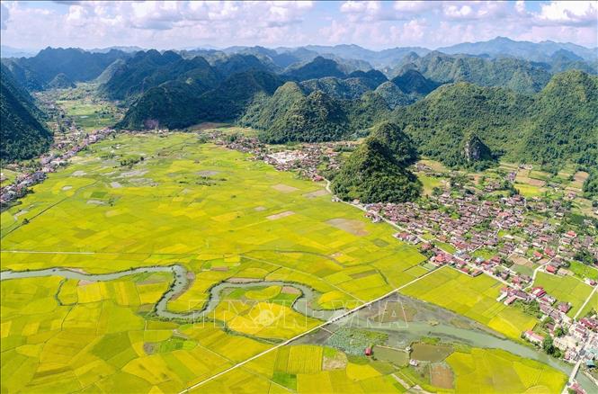 Trong ảnh: Đẹp rực rỡ mùa vàng ở thung lũng Bắc Sơn tháng 7/2022. Ảnh: Anh Tuấn – TTXVN