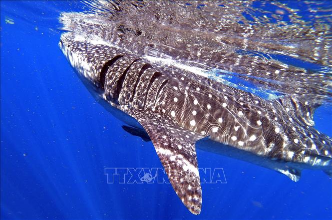 Trong ảnh (tư liệu): Cá nhám voi tại Isla Holbox, bang Quintana Roo, Mexico. Ảnh: AFP/ TTXVN