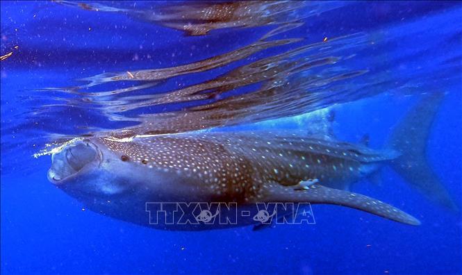 Trong ảnh (tư liệu): Cá nhám voi tại Isla Holbox, bang Quintana Roo, Mexico, ngày 16/6/2019. Ảnh: AFP/ TTXVN