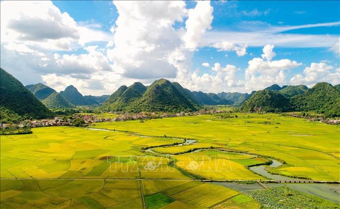 Yellow rice fields spread out in the Bac Son valley. VNA Photo: Anh Tuấn