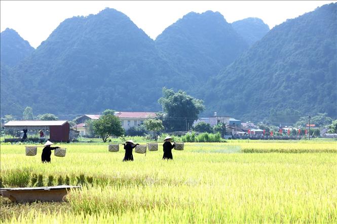 The picturesque beauty of the Bac Son valley. VNA Photo: Anh Tuấn